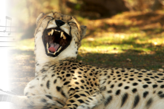 Leopard lacht