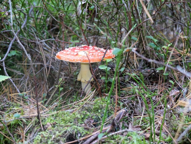 Fliegenpilz im Wald