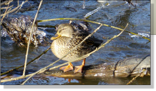 Die Ente lacht und freut sich an der Saale in Jena