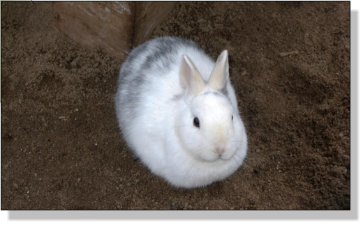 ein niedliches Kaninchen im Tierparkt von Eisenberg