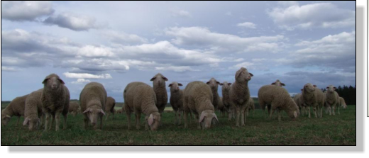 Schafe Weide Wolken