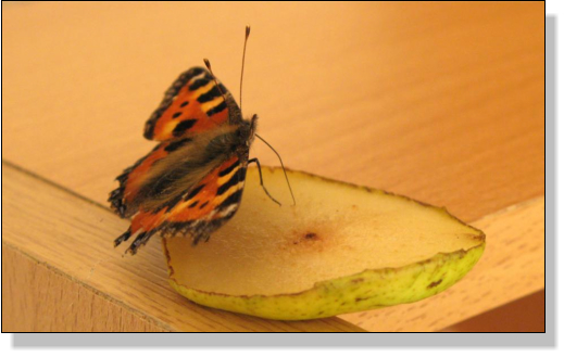 Schmetterling isst Apfel