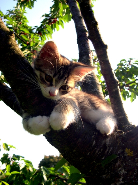 Das Leben ist schön Katze auf dem Baum