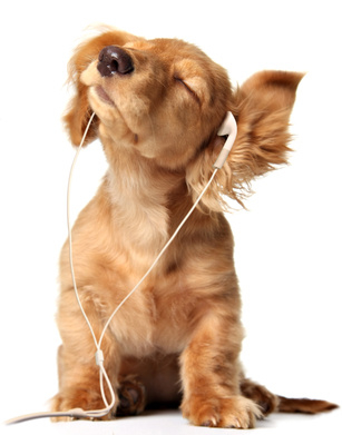 süßer Hund hört Musik echt niedlich